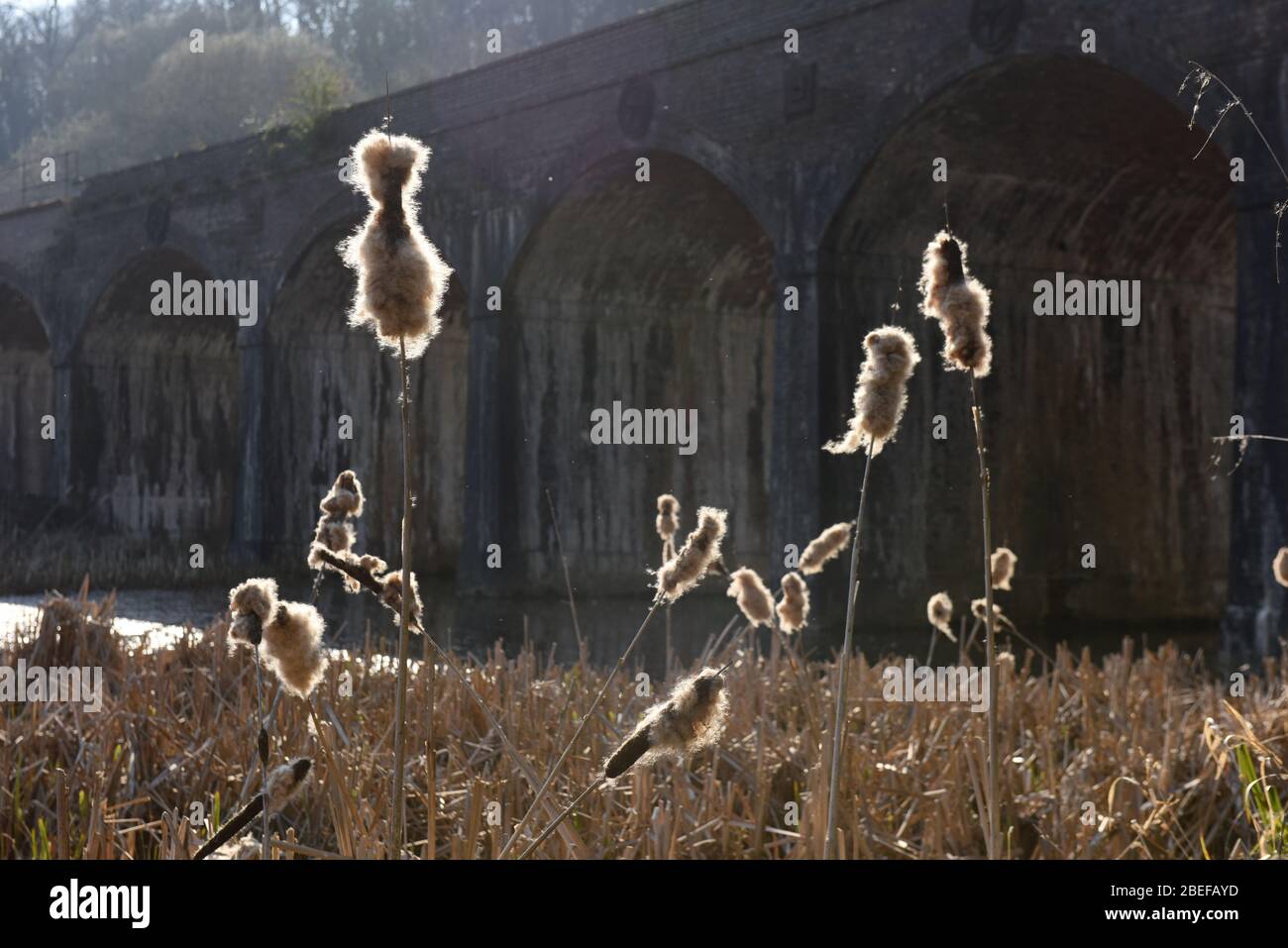 Bull Rushes Seed Exploded Bullrushes uk hi-res stock photography and images - Alamy