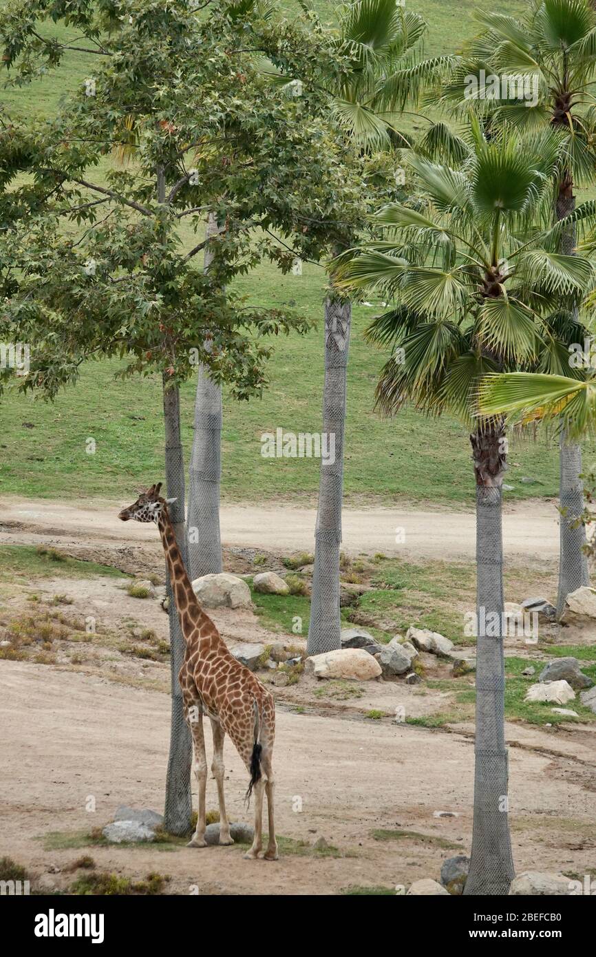 Full body giraffe hi-res stock photography and images - Alamy