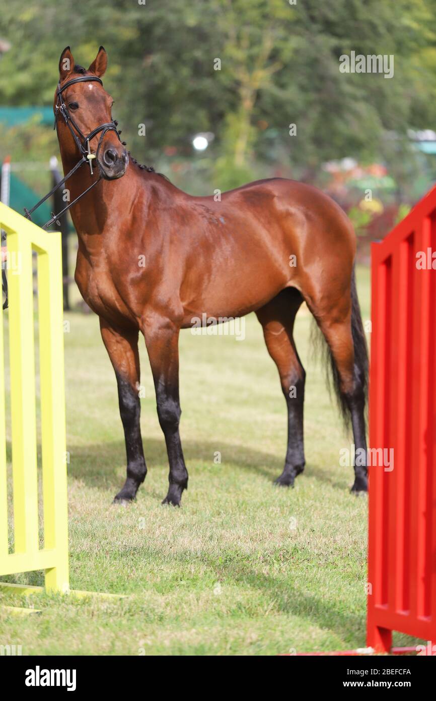 Beautiful thoroughbred warmblood chestnut colored racehorse mare posing