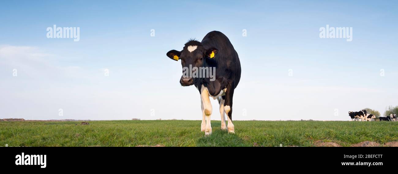 black and white holstein cows in green grassy meadow under blue sky in ...