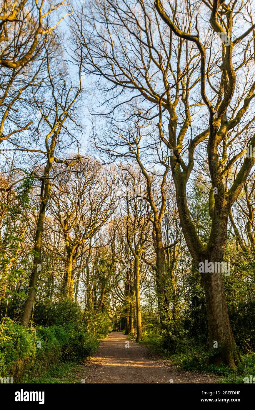 Croydon, United Kingdom - April 10, 2020: King's Wood (also known as Sanderstead Wood) - beautiful woodlands which originally was managed as a coppice Stock Photo