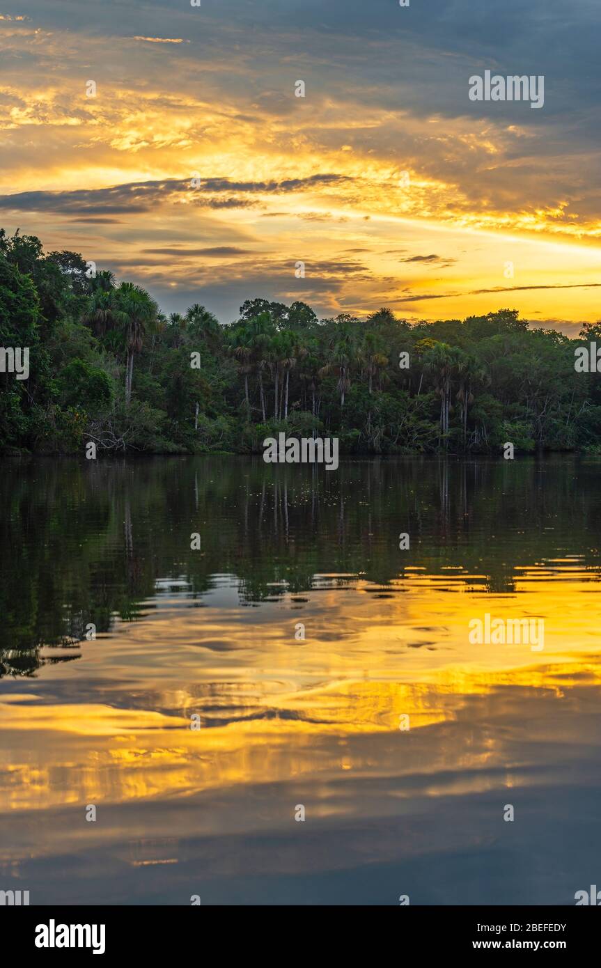 Vertical Amazon Rainforest Sunset Reflection inside Yasuni national park, Ecuador. Stock Photo