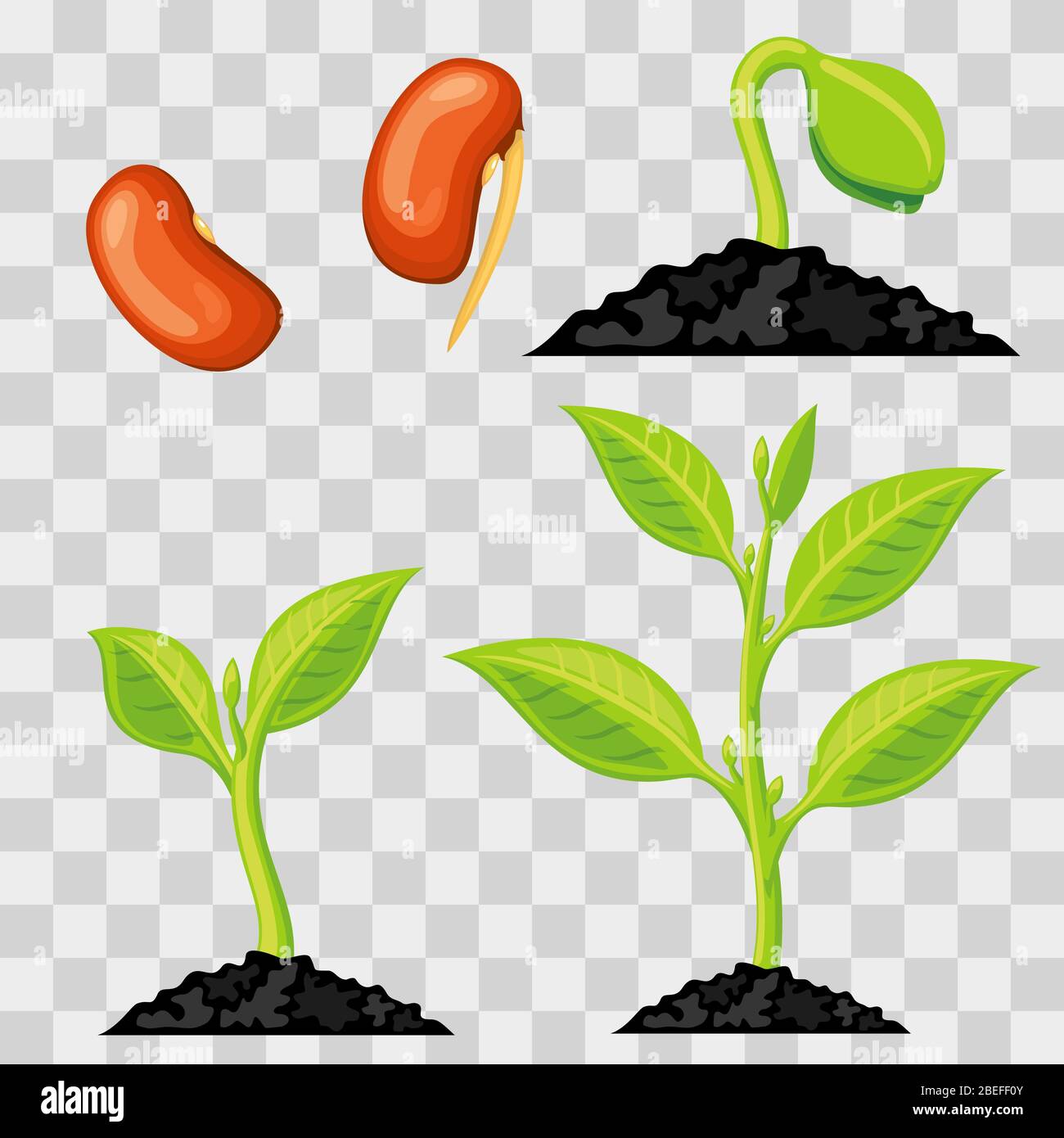 Plant growth stages from seed to sprout isolated on transparent background. Vector illustration Stock Vector