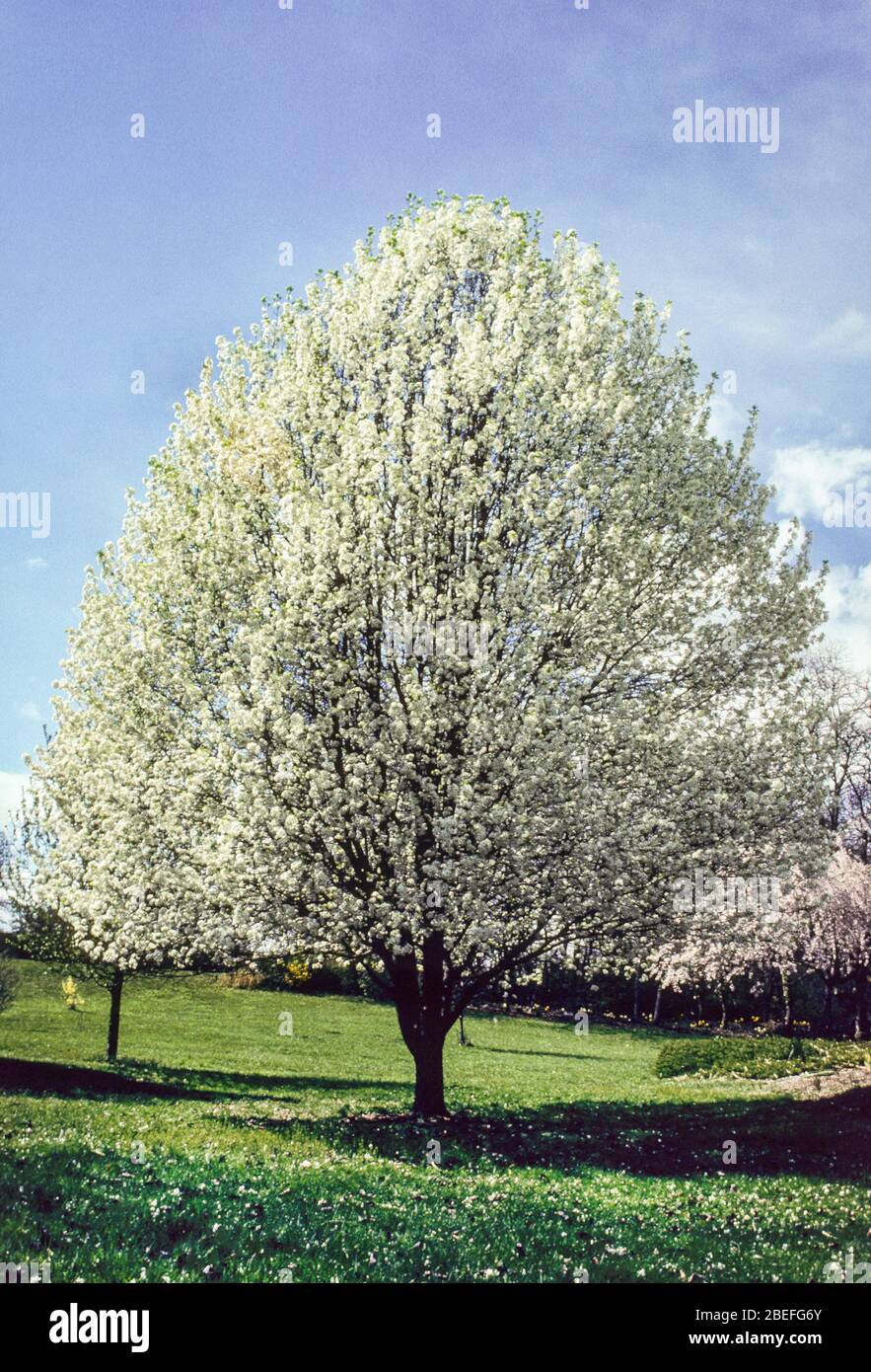 White Bradford Pear Tree, Monroe Township, New Jersey, USA, NJ images