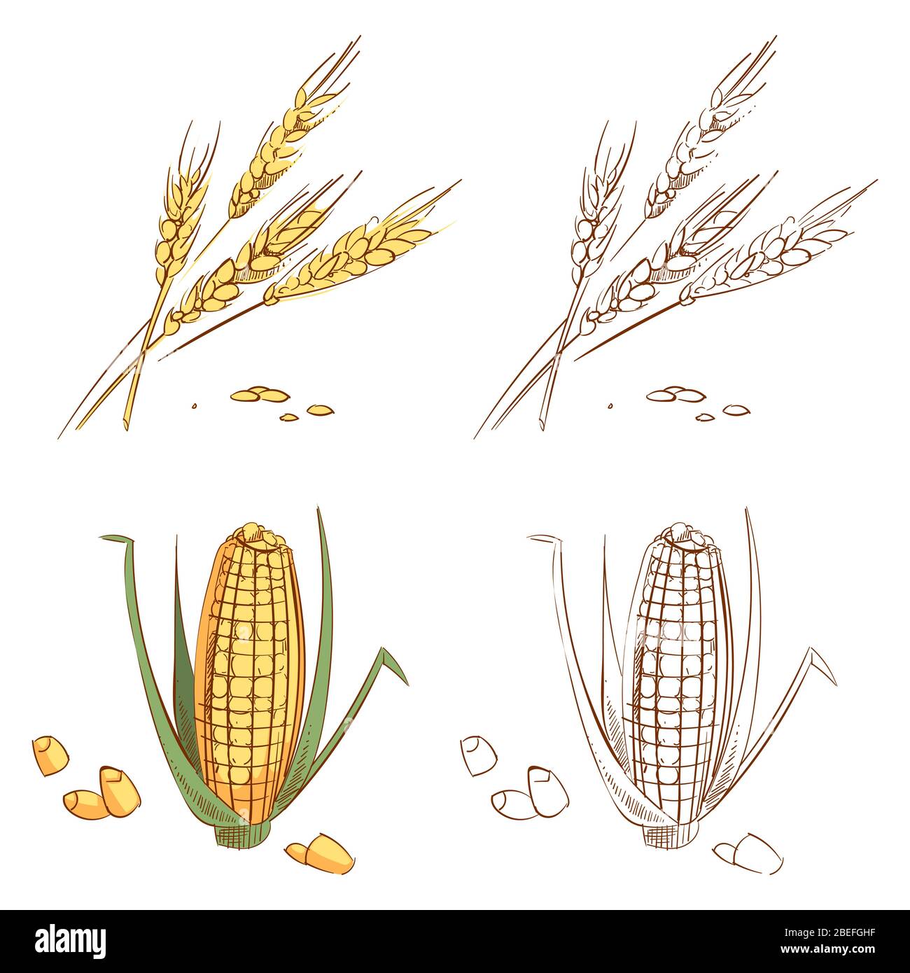 Hand drawn ears of wheat and corn isolated on white background. Organic