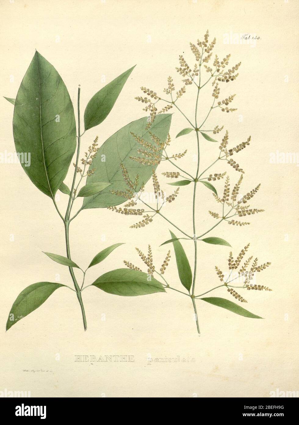 Hebanthe eriantha as Hebanthe paniculata. Stock Photo