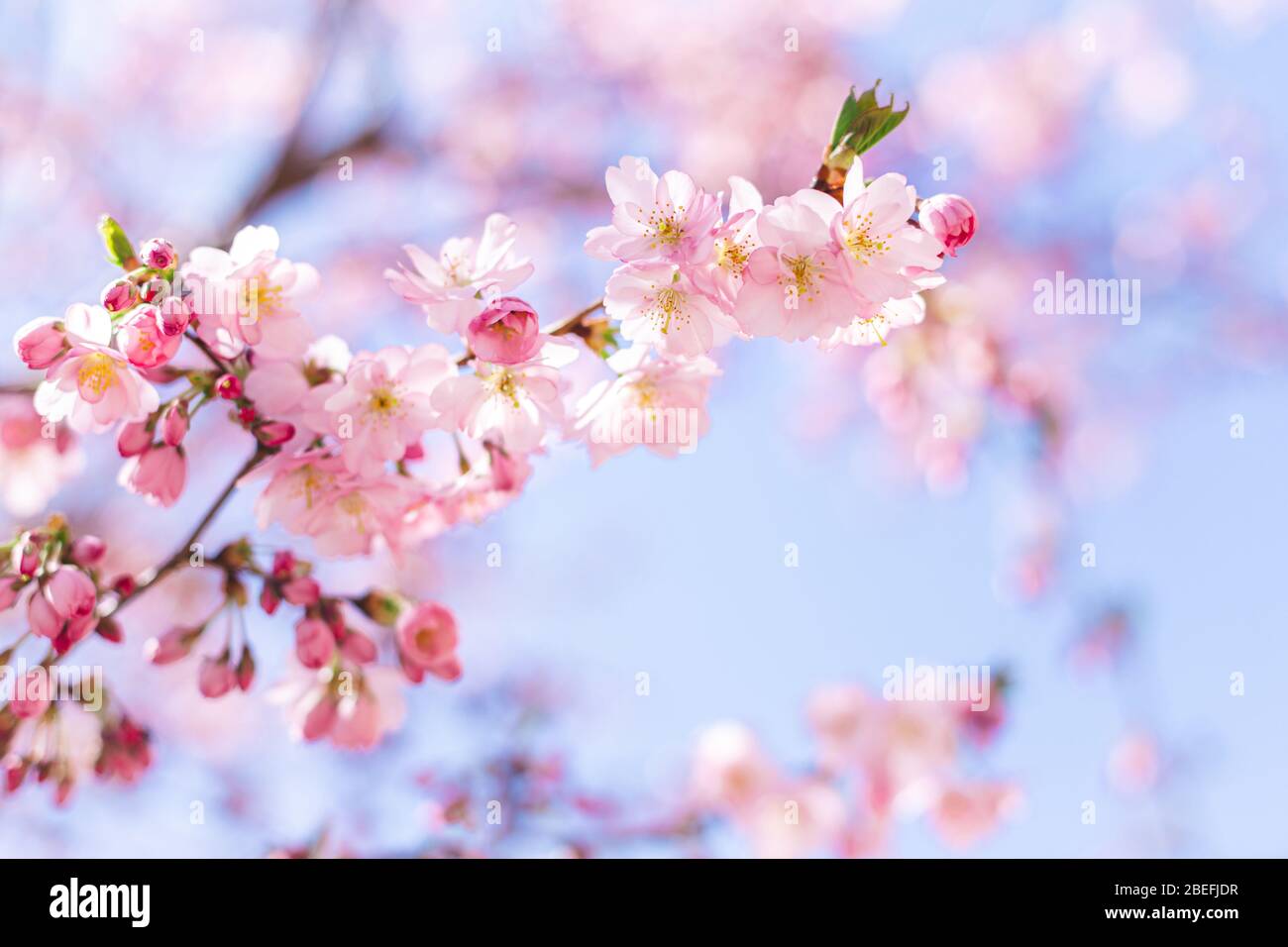 Amazing pink cherry blossoms on the Sakura tree in a blue sky ...
