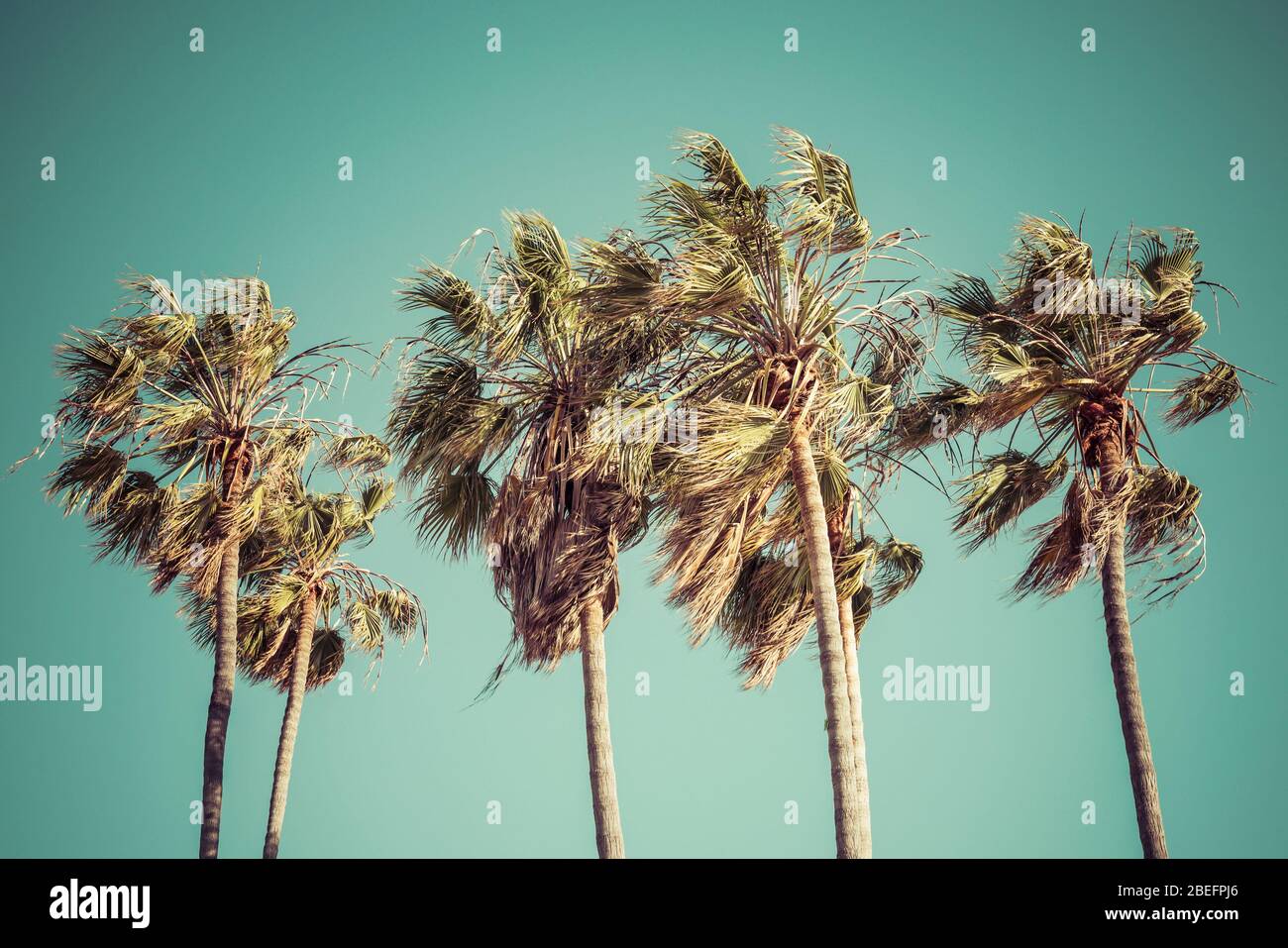 Los angeles california beach palm tree hi-res stock photography and ...