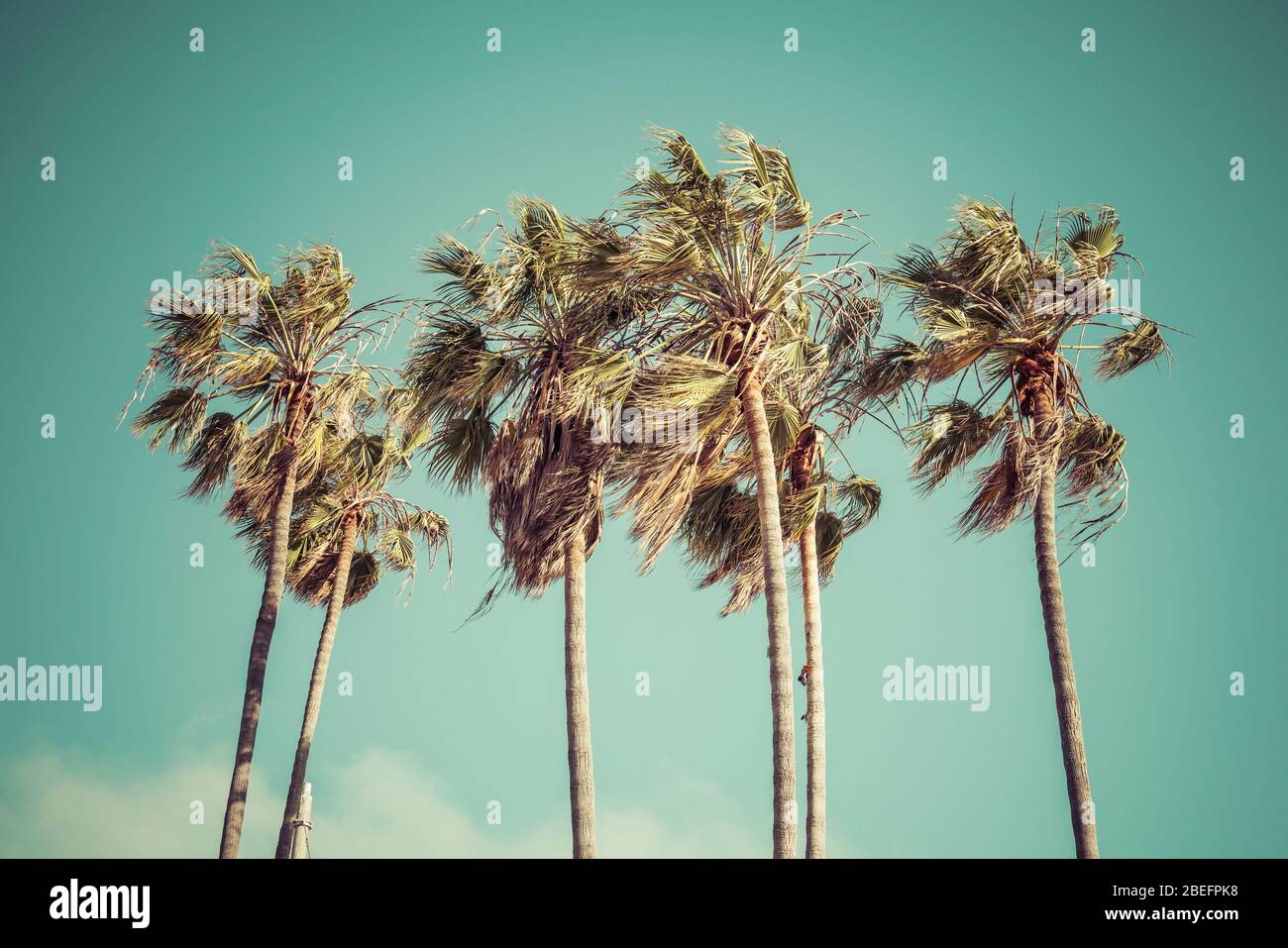 palm tree on sunny day with blue sky background Stock Photo - Alamy