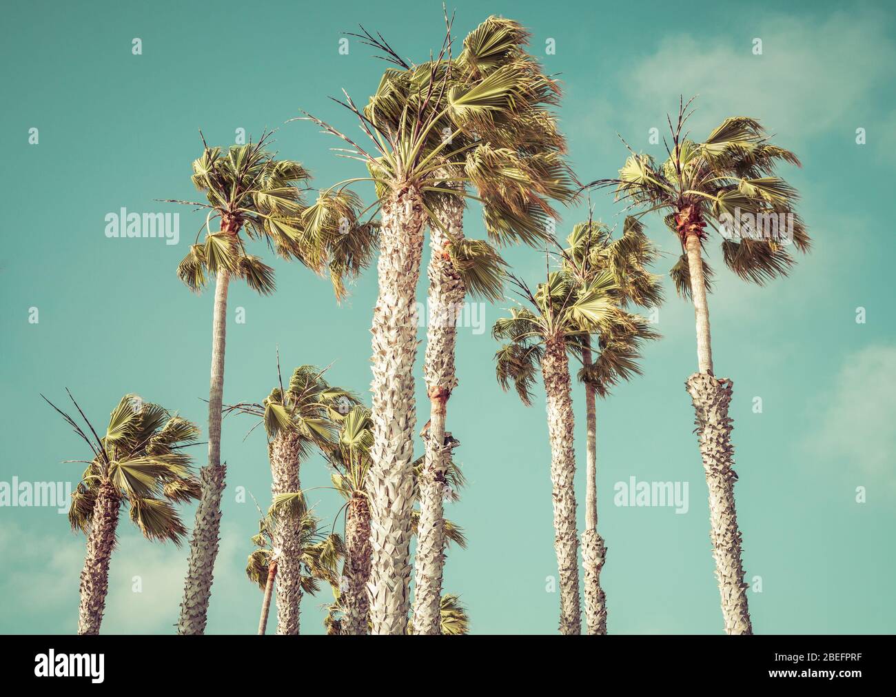 palm tree on sunny day with blue sky background Stock Photo - Alamy