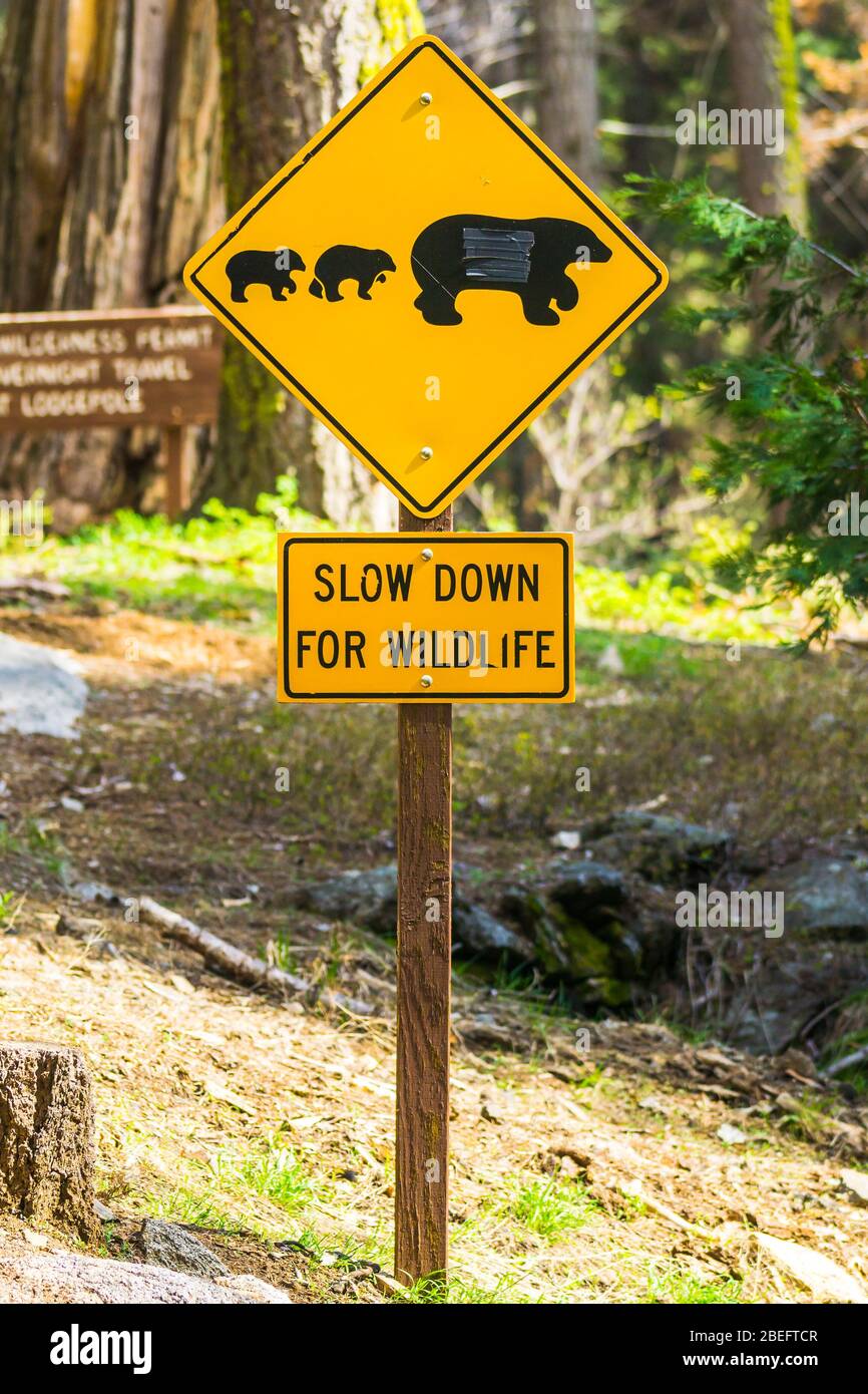 bear sign on the road in national park. Stock Photo