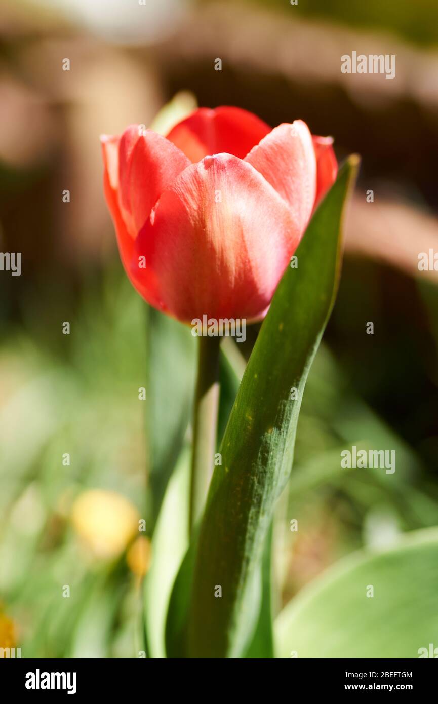 The first blooming red tulip bud in a spring flower bed Stock Photo - Alamy