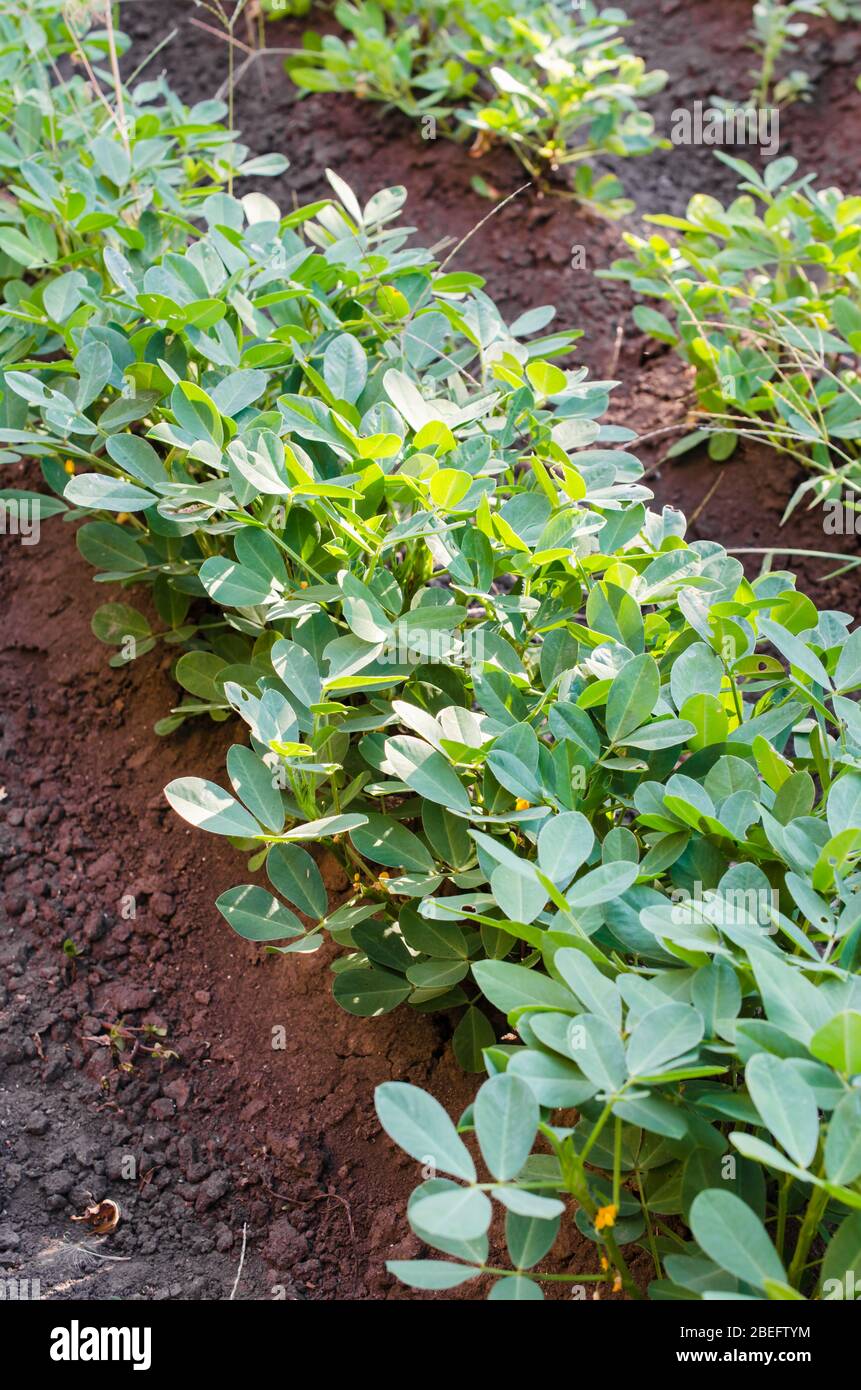 Growing organic peanuts, peanut bushes closeup outdoor. Ridge of