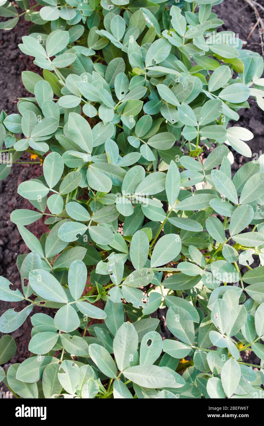 Growing organic peanuts, peanut bushes close-up outdoor. Ridge of