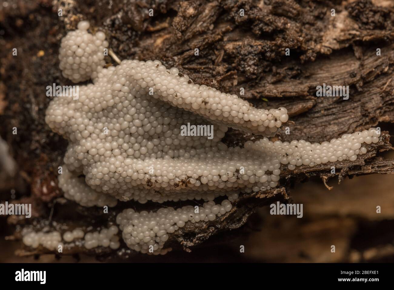 A slime mold (Myxomycetes) growing on a rotten log in the forests of the East bay region of California on the West Coast. Stock Photo