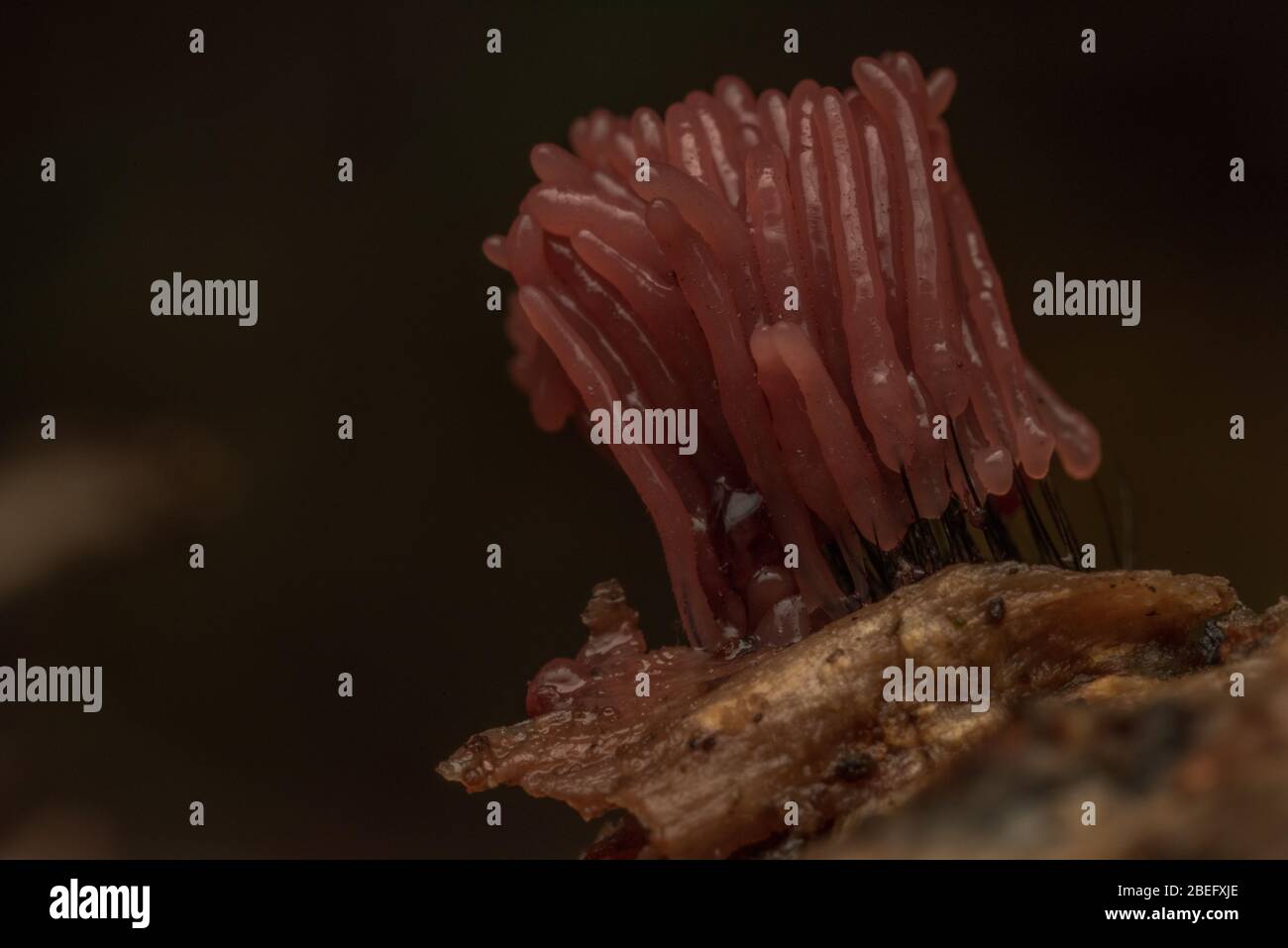 A slime mold in the genus Stemonitis growing on a rotting log in the East Bay region of California. Stock Photo