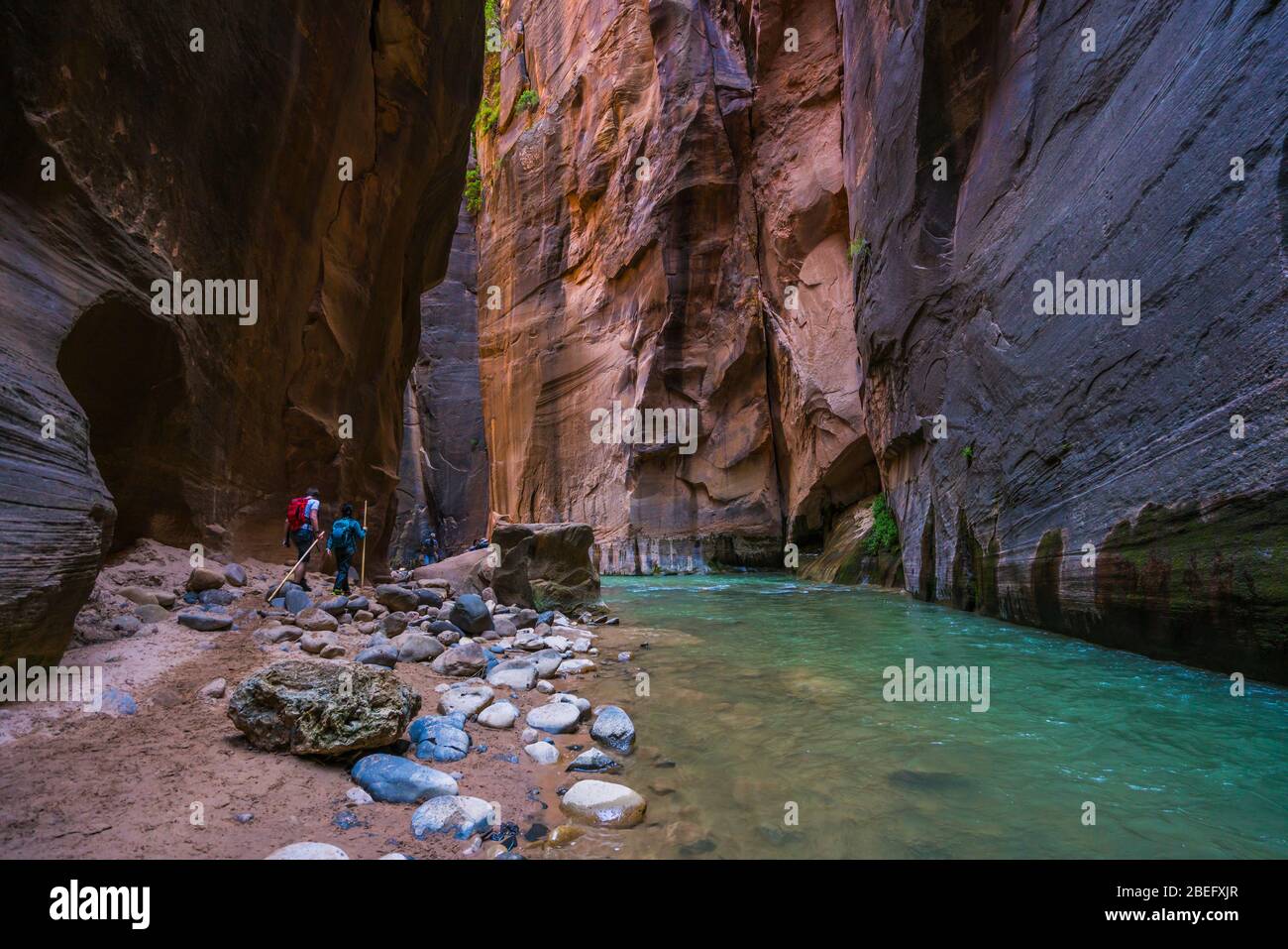beautiful of narrow in the afternoon  in Zion National park,Utah,usa. Stock Photo