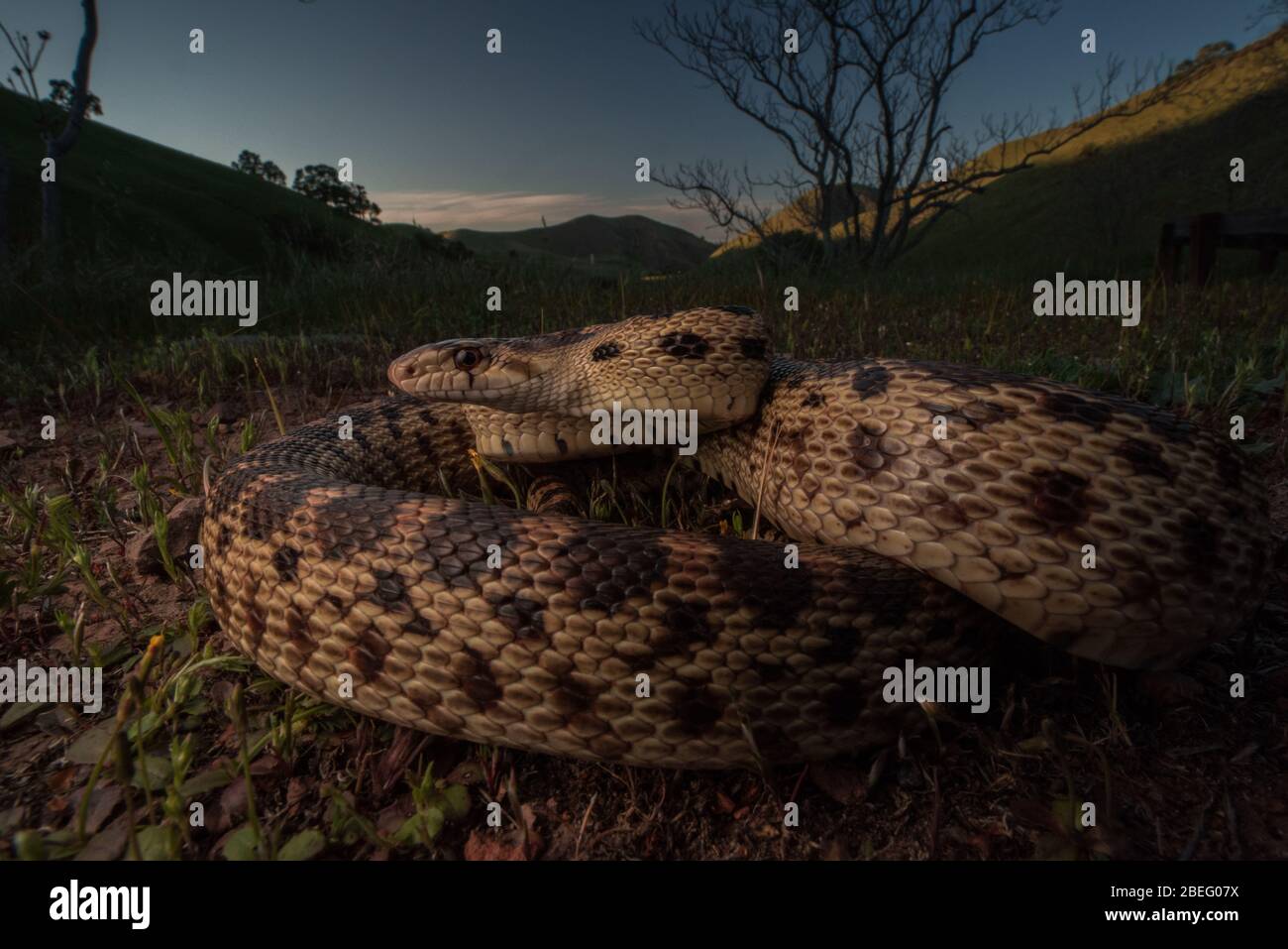 A gopher snake from the Bay region of California, these snakes are quite common and feed on small rodents in the grasslands. Stock Photo