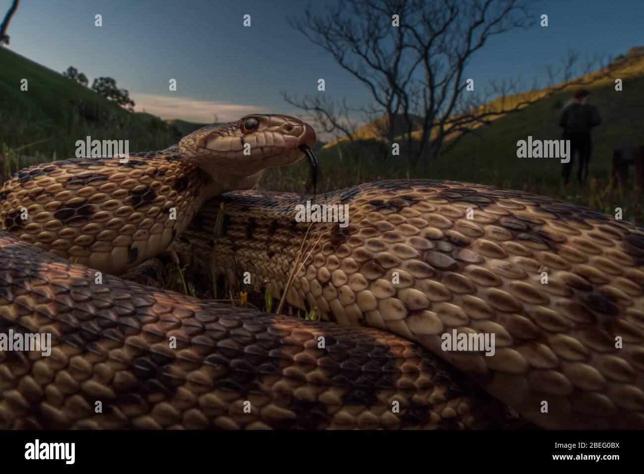 A gopher snake from the Bay region of California, these snakes are quite common and feed on small rodents in the grasslands. Stock Photo