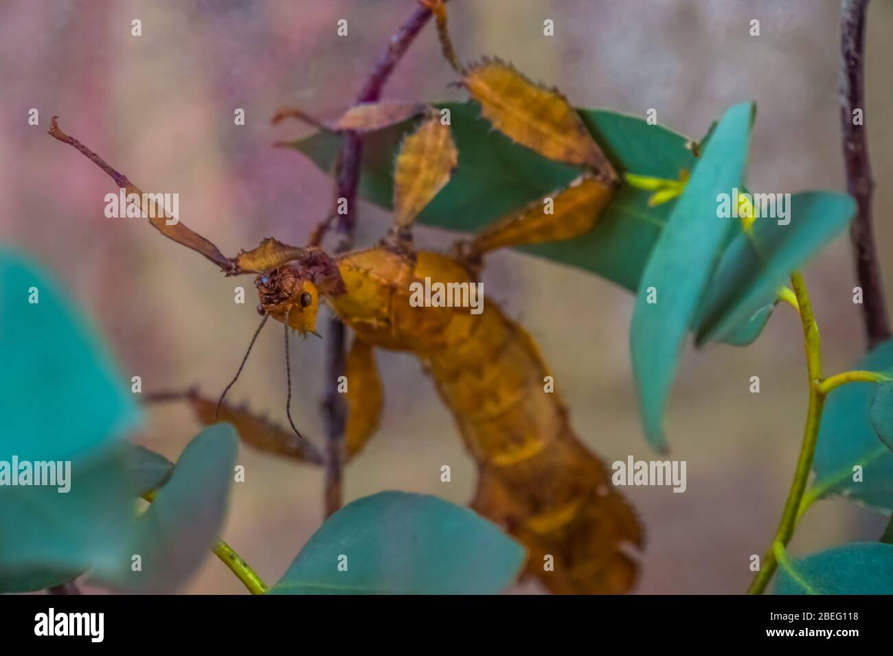 Spiny leaf insects hires stock photography and images Alamy