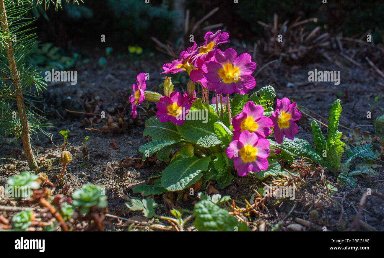 Primose primula vulgaris purple flower Stock Photo