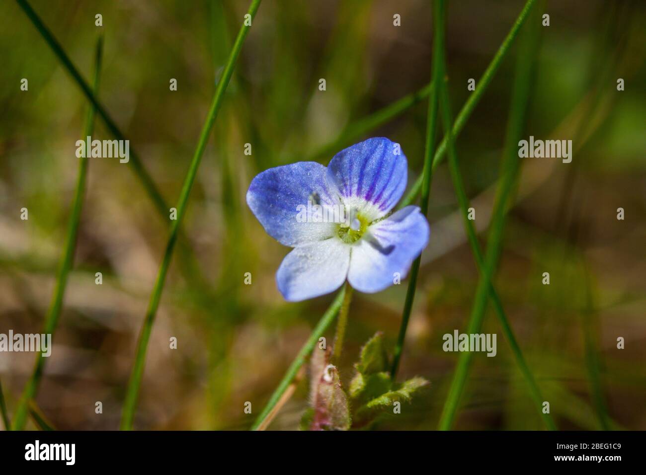 Large field speedwell hi-res stock photography and images - Alamy