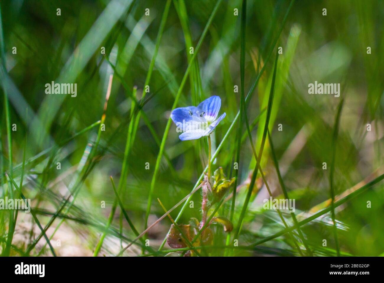 Large field speedwell hi-res stock photography and images - Alamy
