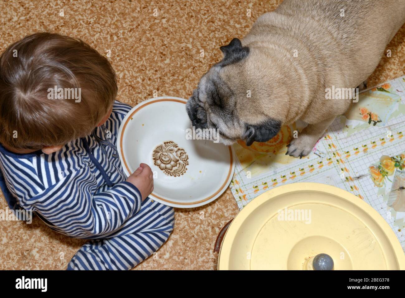 Close-up high angle little boy sitting on linoleum kitchen floor and old pug that are gazing fixedly at the empty bowl for feeding. Stock Photo