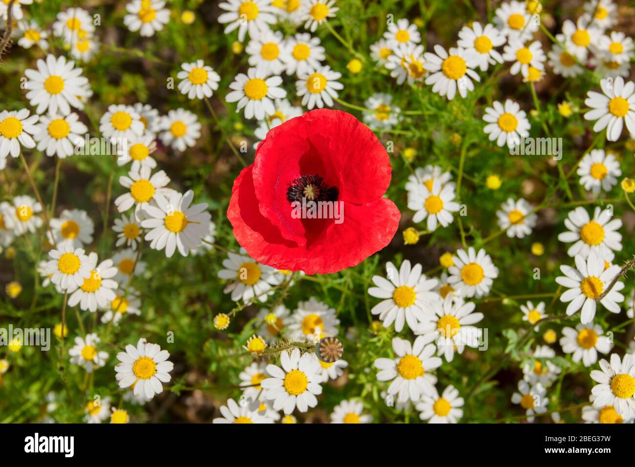 Springtime. Poppies in a field with chamomile flowers (Italy). Rural landscape with spring wildflowers. Stock Photo