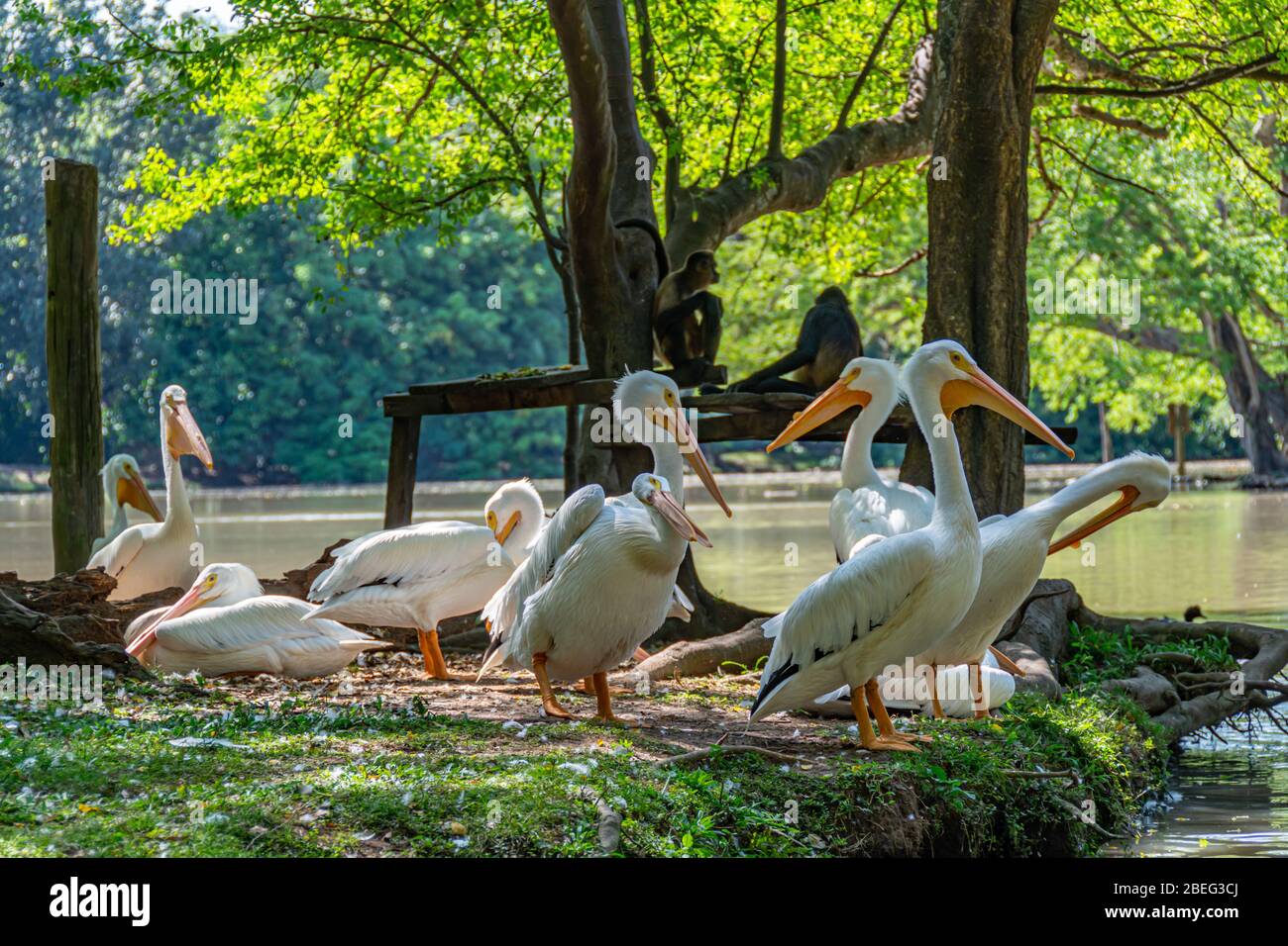 Great white pelicans in Auto Safari Chapín in Guatemala Stock Photo