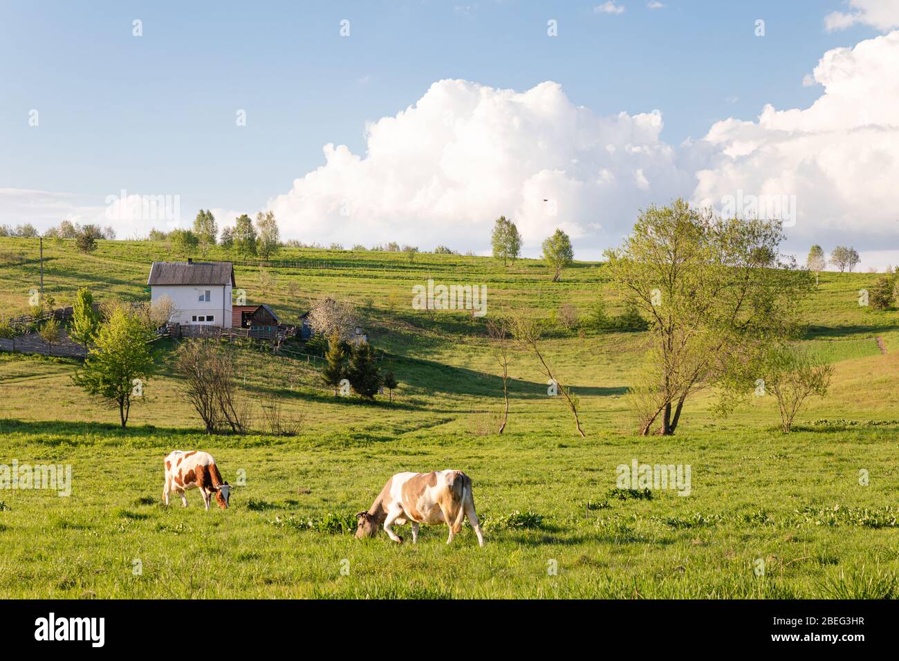 Two happy brown cows eating grass on green summer lawn in countryside ...