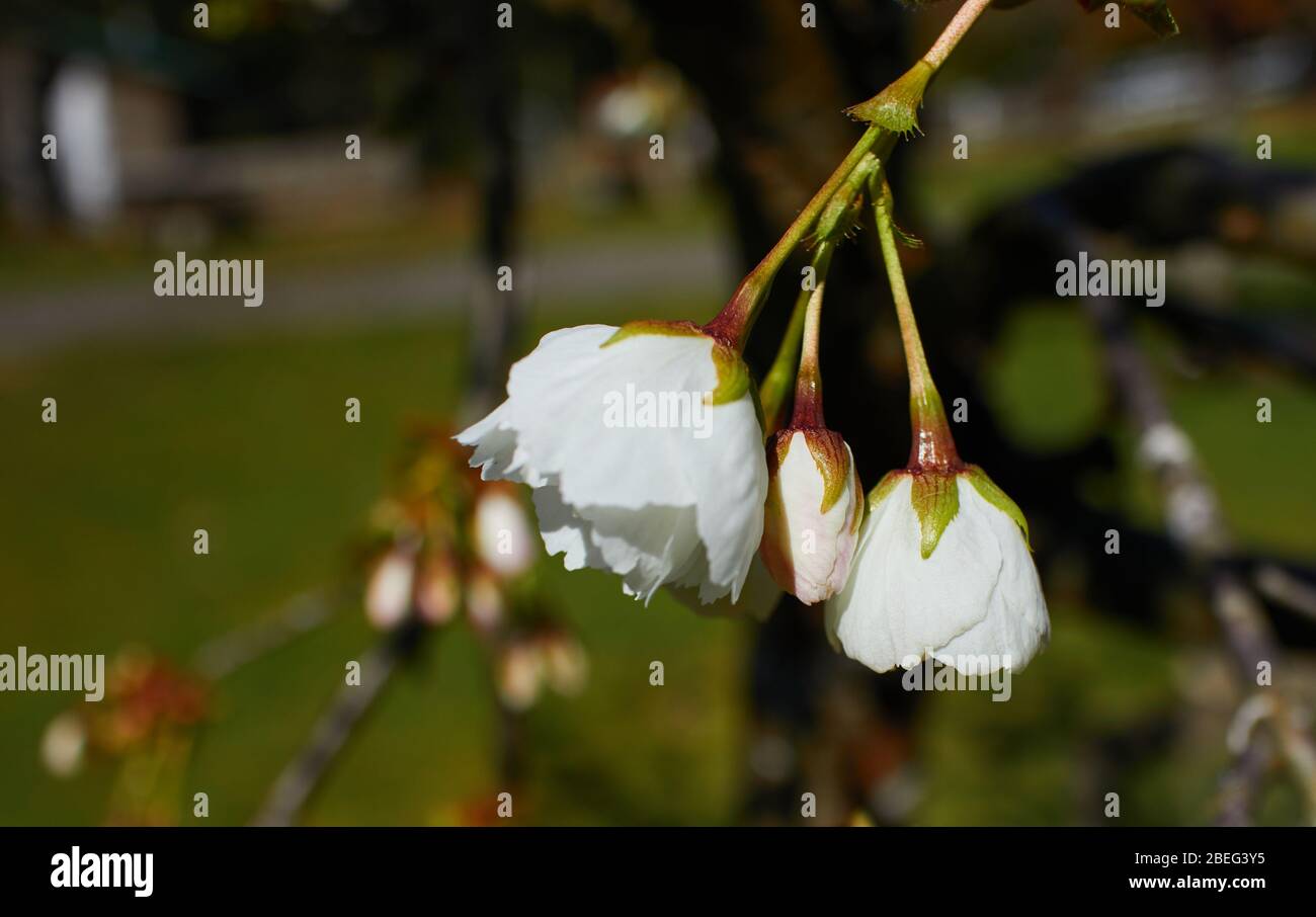 close up of white Mt. Fuji Flowering Cherry blossom Stock Photo
