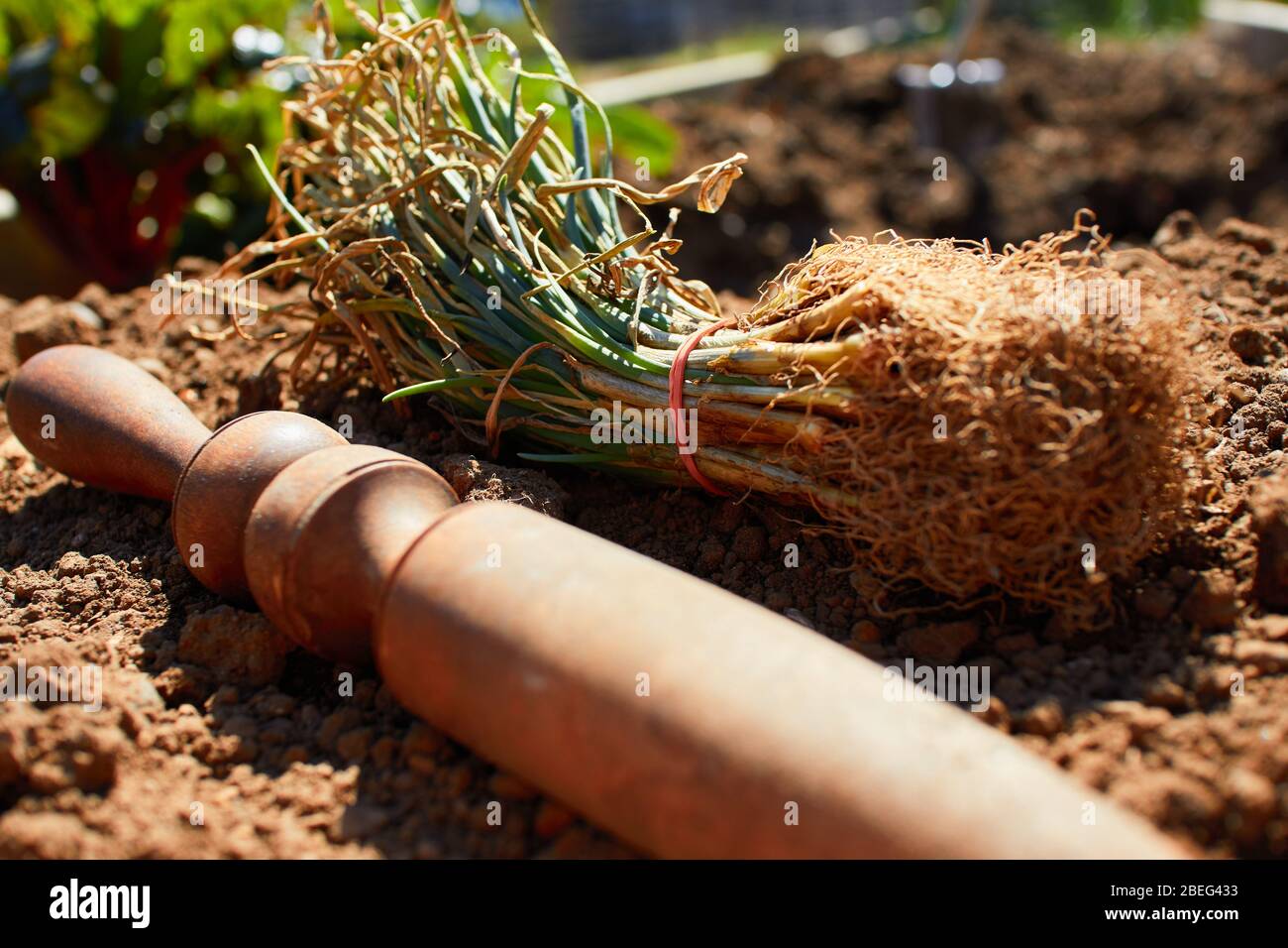 bundle of walla walla onion starts with a dib for planting Stock Photo