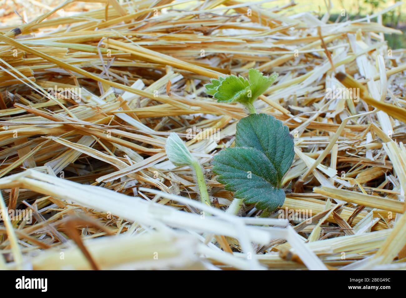 Straw mulch hires stock photography and images Alamy
