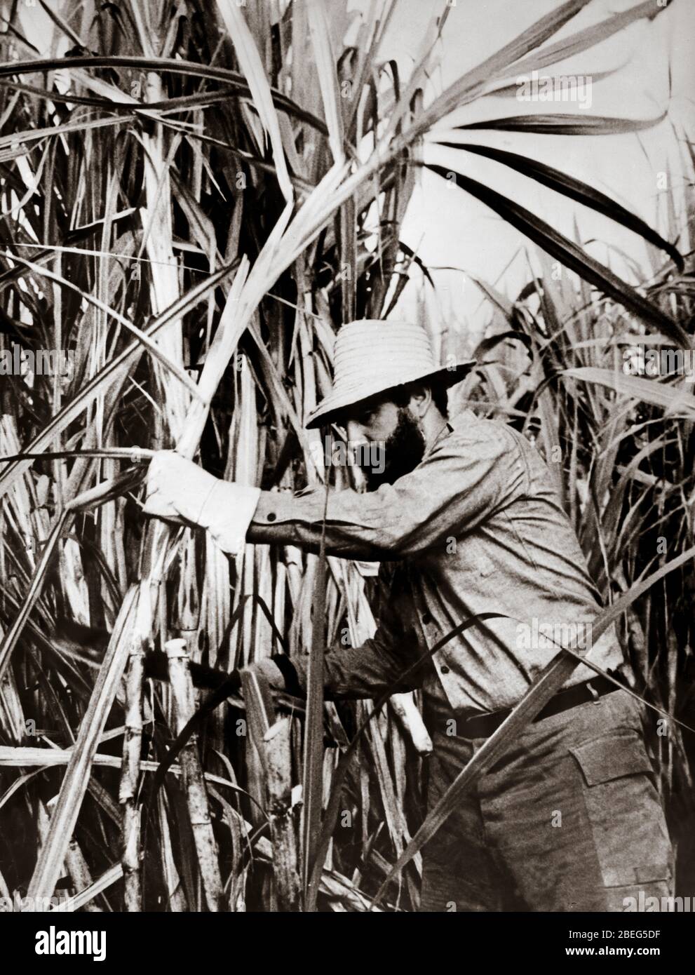 Cuban leader FIDEL CASTRO chops sugar cane in Cuba. Stock Photo