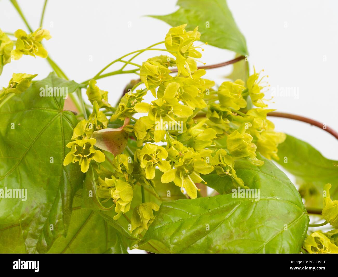 Close up of the yellow spring flowers of the UK native field maple, Acer campestre Stock Photo