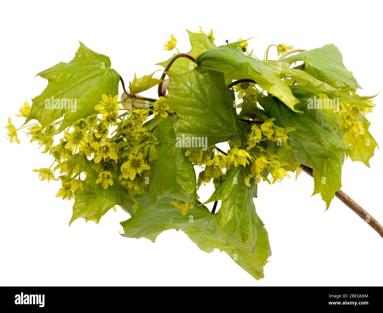 Yellow spring flowers of the UK native field maple, Acer campestre, contrast with fresh green foliage against a white background Stock Photo