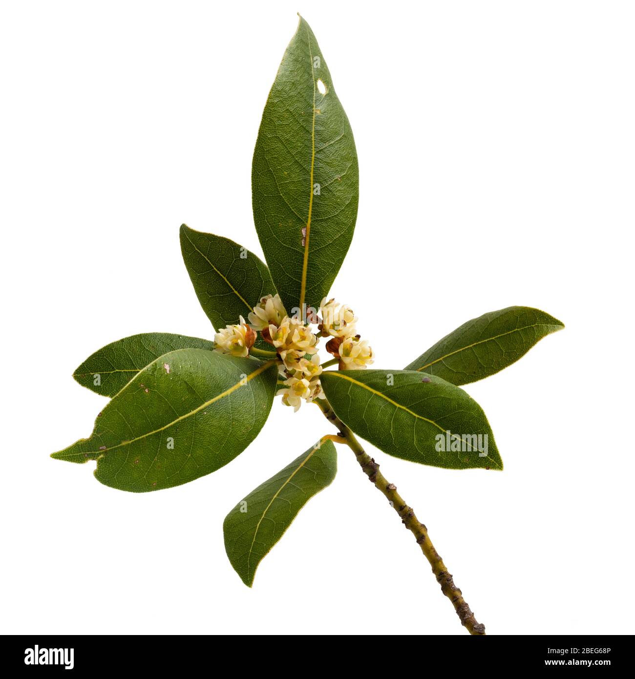 Spring flowers and fo;iage of the evergreen bay tree culinary herb, Laurus nobilis, on a white background Stock Photo