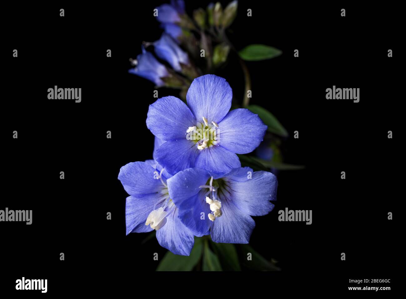 Jacobs Ladder is an herbaceous perennial and spring ephemeral wildflower. Its stems are low to the ground giving a sprawling look. Stock Photo