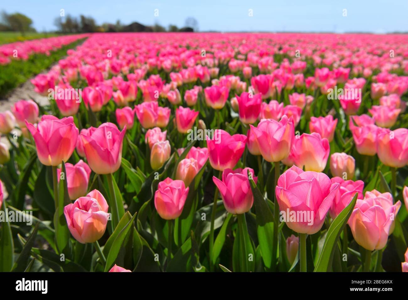 Fields full of pink tulips in Dutch Flevopolder Stock Photo - Alamy