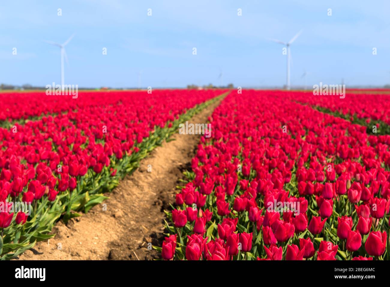 Fields full of pink tulips in Dutch Flevopolder Stock Photo - Alamy
