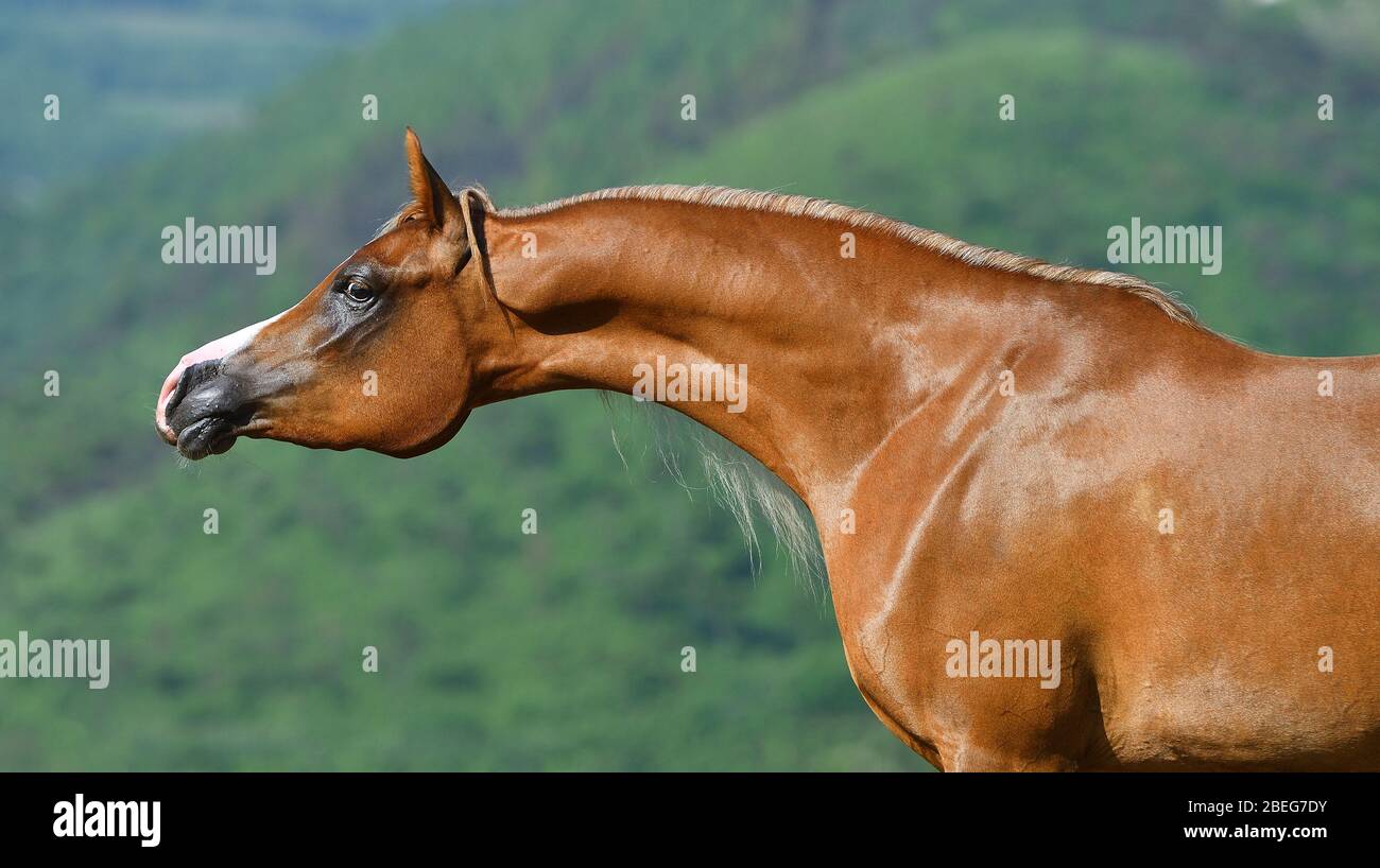 Chestnut purebred show type arabian stallion portrait with long neck in