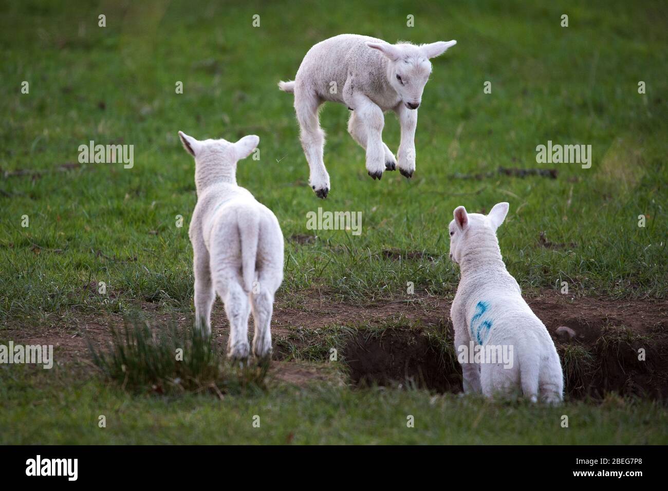 Doune, UK. 13th Apr, 2019. Pictured: Spring Lambs play in the late evening light on Bank Holiday Easter Monday. The Coronavirus (COVID-19) lockdown has been in place for almost 3 weeks allowing the expectant mother ewes to give birth in relative peace. The tiny lambs play and jump in the fields and suckle for milk from their mothers. Credit: Colin Fisher/Alamy Live News Stock Photo