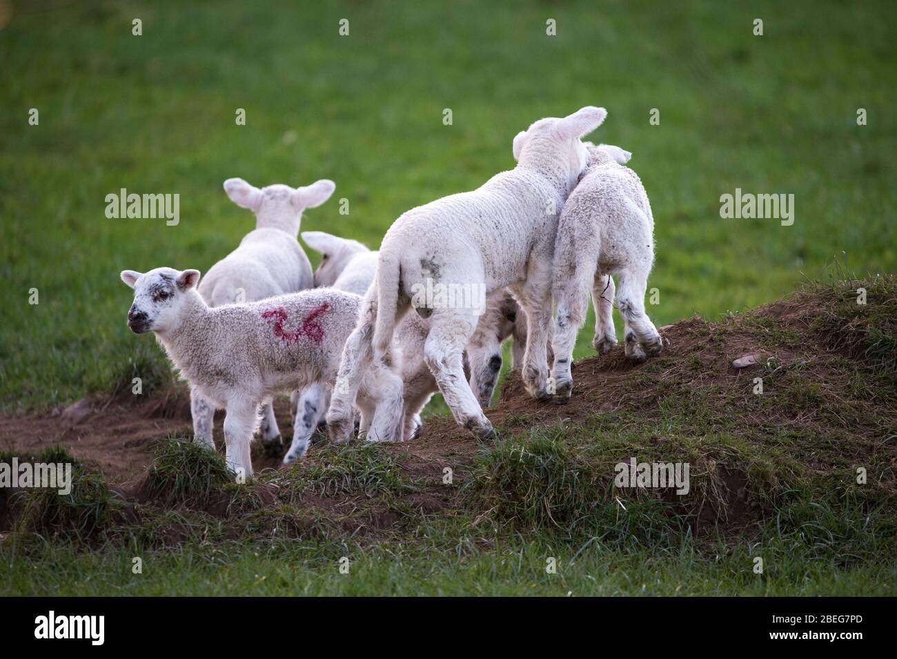 Doune, UK. 13th Apr, 2019. Pictured: Spring Lambs play in the late evening light on Bank Holiday Easter Monday. The Coronavirus (COVID-19) lockdown has been in place for almost 3 weeks allowing the expectant mother ewes to give birth in relative peace. The tiny lambs play and jump in the fields and suckle for milk from their mothers. Credit: Colin Fisher/Alamy Live News Stock Photo