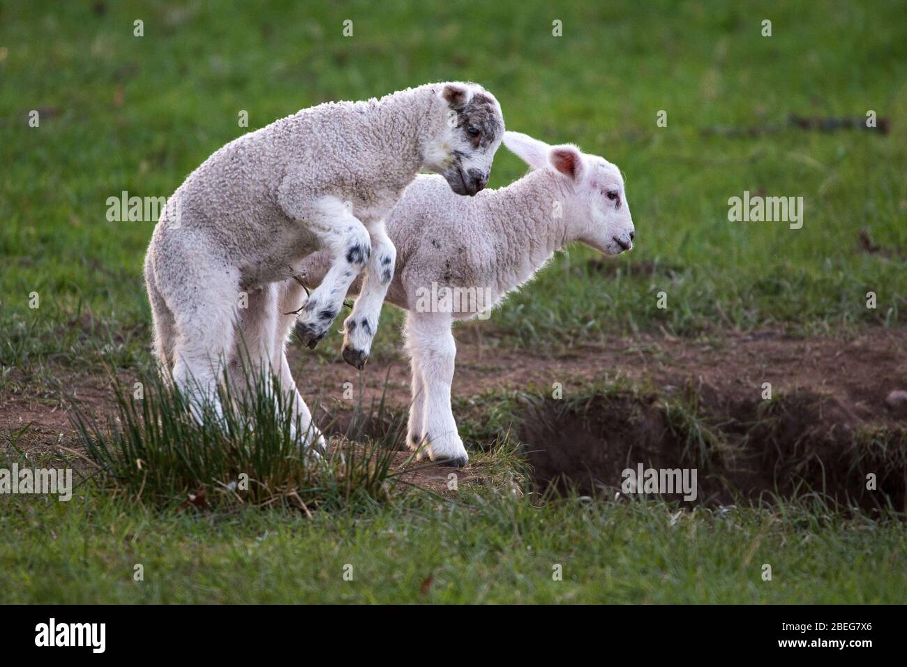 Doune, UK. 13th Apr, 2019. Pictured: Spring Lambs play in the late evening light on Bank Holiday Easter Monday. The Coronavirus (COVID-19) lockdown has been in place for almost 3 weeks allowing the expectant mother ewes to give birth in relative peace. The tiny lambs play and jump in the fields and suckle for milk from their mothers. Credit: Colin Fisher/Alamy Live News Stock Photo