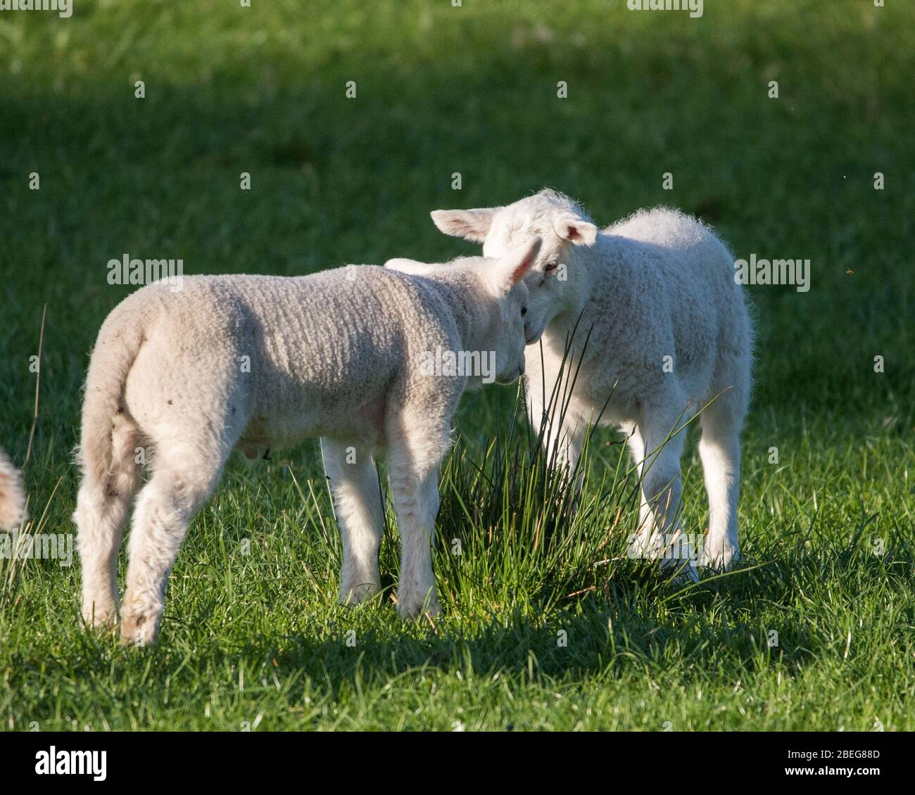 Doune, UK. 13th Apr, 2019. Pictured: Spring Lambs play in the late evening light on Bank Holiday Easter Monday. The Coronavirus (COVID-19) lockdown has been in place for almost 3 weeks allowing the expectant mother ewes to give birth in relative peace. The tiny lambs play and jump in the fields and suckle for milk from their mothers. Credit: Colin Fisher/Alamy Live News Stock Photo