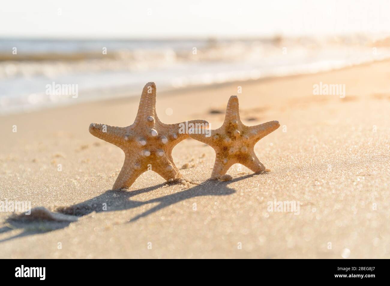 Big and small starfish on a beach. A couple of sea stars standing on golden sand near sea on sunny day. Romantic summer vacation concept. Summer wallp Stock Photo