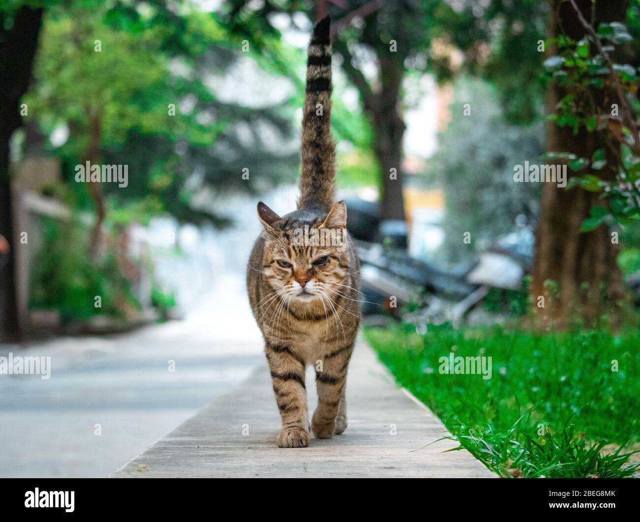 Brown cat with black stripes and one eye walking on a stone path ...