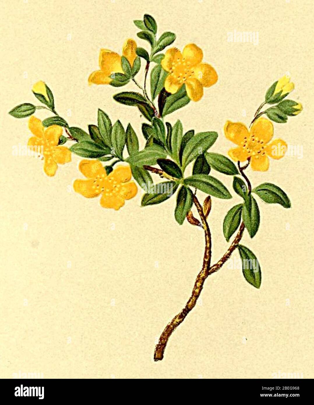 Helianthemum alpestre Atlas Alpenflora. Stock Photo