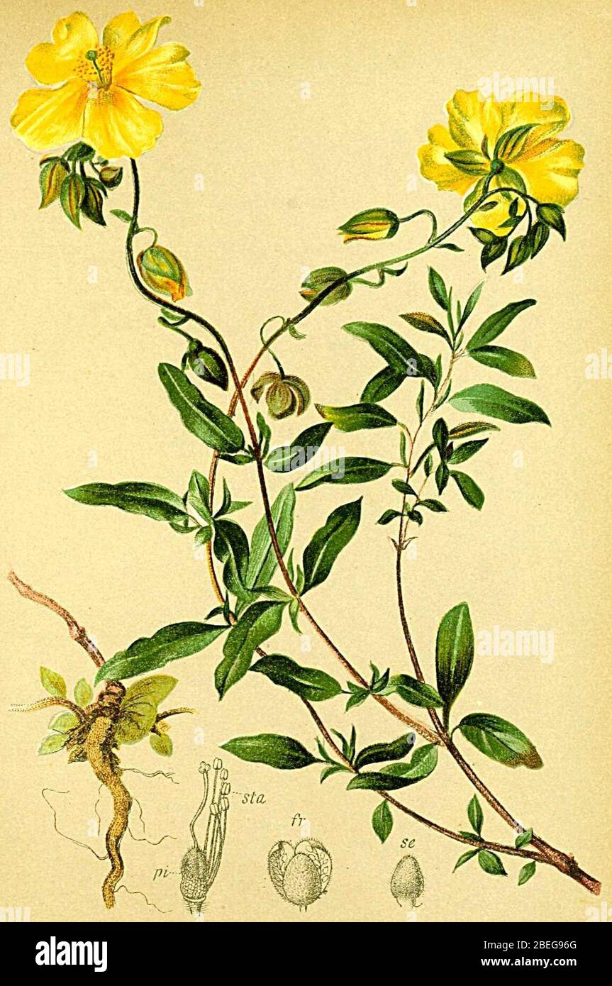 Helianthemum grandiflorum Atlas Alpenflora. Stock Photo